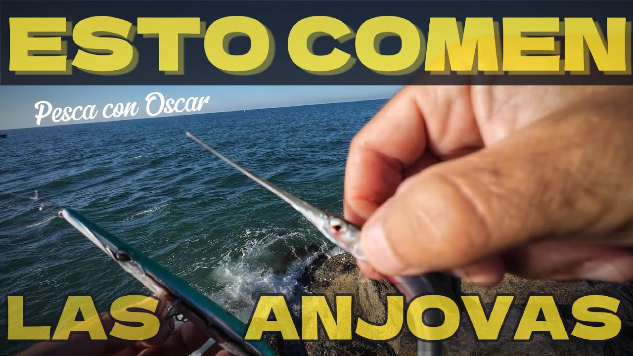 Esto comen las Anjovas #pesca  con oscar #pescaspinning  Huelva