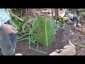 Como plantar o mangostão ou mangosteen