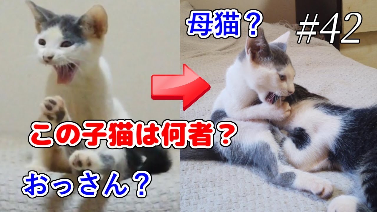 かわいい保護子猫から愛と幸せとお笑いを頂きました。-Funny protected