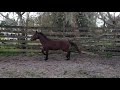 Norris the Mustang in the round pen