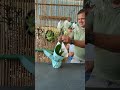 Flores para otra flor. La elegancia de una Phalaenopsis para el corazón de mamá. 🌸✨