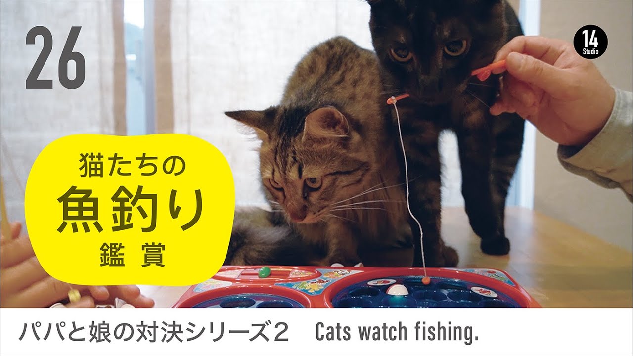 猫たちの魚釣り鑑賞 魚釣りで親子対戦 Cats Watch Fishing Parent Child Battle By Fishing Youtube 猫たちの魚釣り鑑賞 魚釣りで親子対戦 Cats Watch Fishing Parent Child Battle By Fishing Youtube