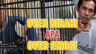 Download lagu Causes of Aggression and Mating Drive in Cendet Birds