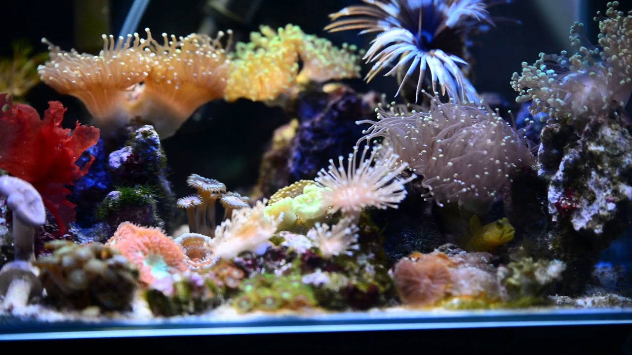 Fluval Edge 5 gallon Nano reef tank
