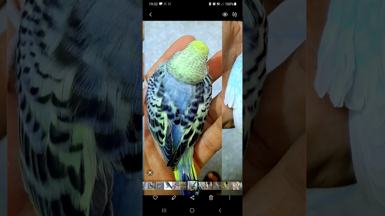 إنتاج الرنبو ذو جودة من طيور عادية