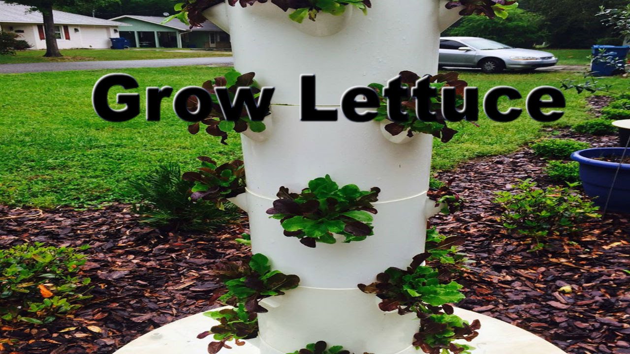 Leah Brooks Youtube Growing Lettuce Tower Garden Gardening Tips