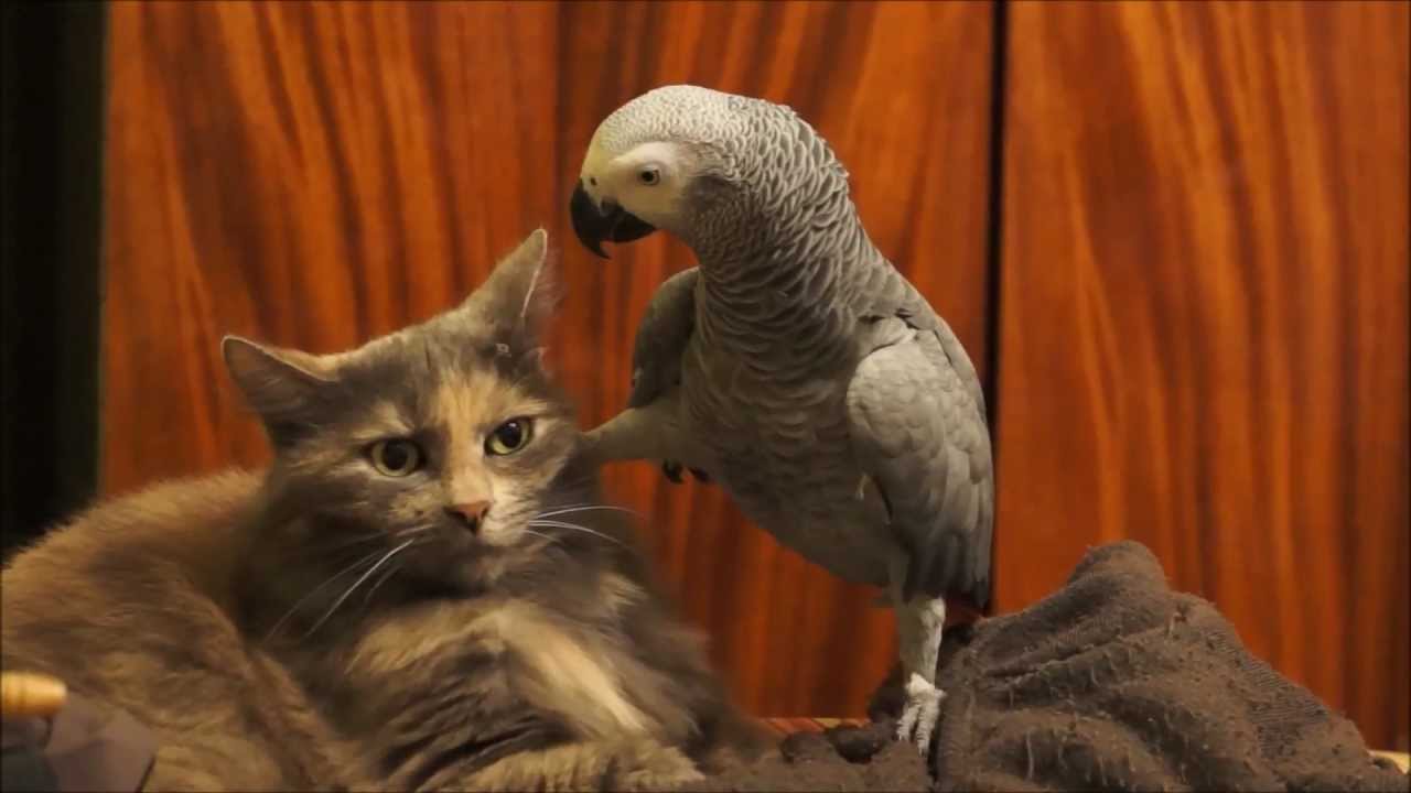 ⁣Parrot annoys cat