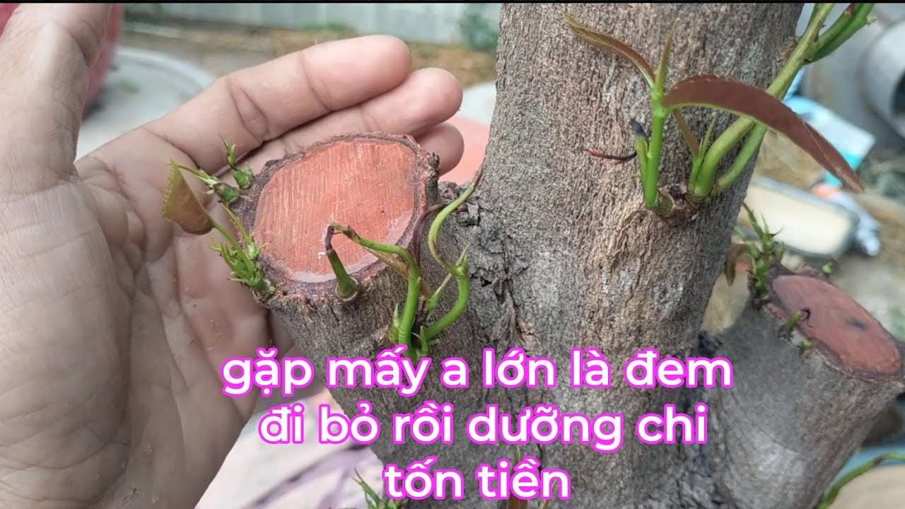 ai có mai đen đọt áp dụng cách này rất hiệu quả và không tốn tiền.không cần dùng thuốc