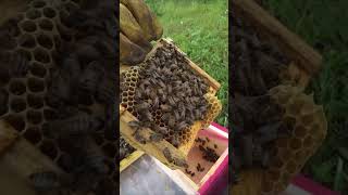 МАТКА ВСЁ ЗАСЕЯЛА В НУКЛЕУСЕ, ОТБИРАЮ ПЛОДНУЮ МАТКУ. #bee #beekeeper #beekeeping