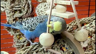 9 hours of budgie sounds