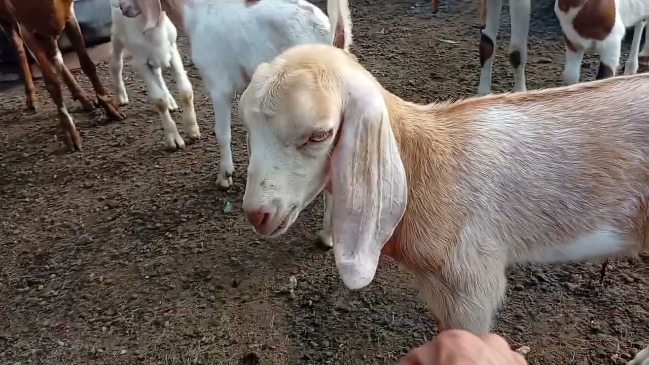 Hoje foi dia de vacinar as cabras..🌵🐐