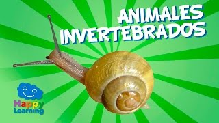 Animales Invertebrados | Videos Educativos para Niños