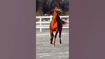 اغنية على خيل عربي أصيل جمال 