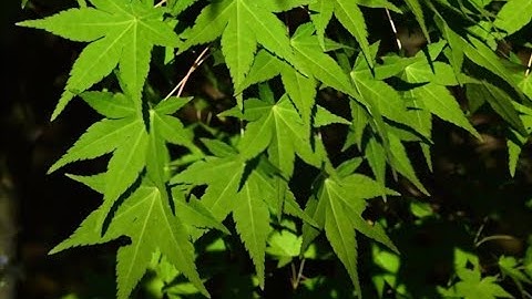 Palmately Dented Leaf Margins - Montessori Botany