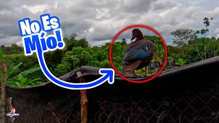 Una pata salvaje apareció en mi gallinero 🦆