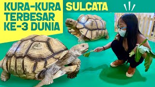 Pixel Kasih Makan Kura-Kura Sulcata | Feeding Turtle Terbesar ke-3 di Dunia