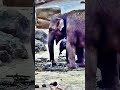 Elefanten