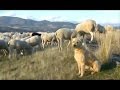 "desde Antaño hasta Hogaño" LOS PASTORES DE NUESTRA SIERRA