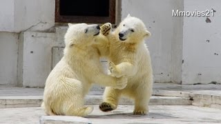 希少　ホッキョクグマの椅子 mqdefault.jpg