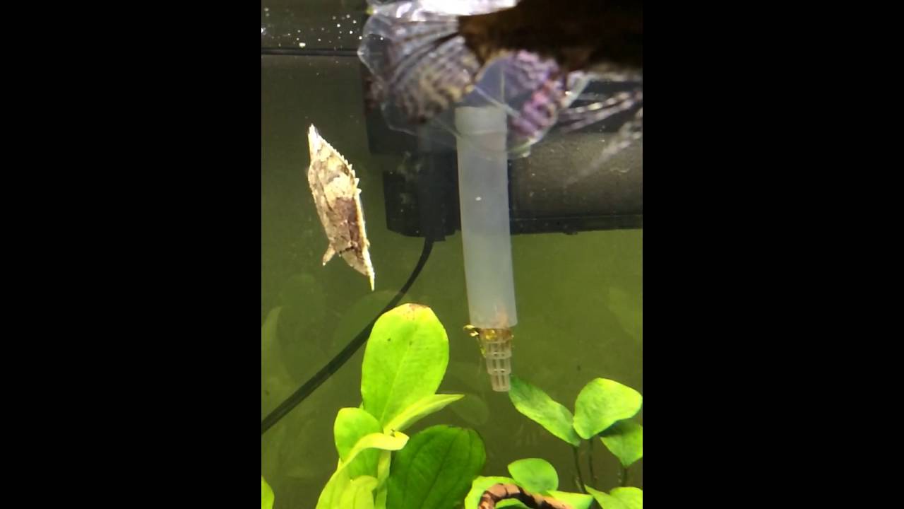 Amazon leaf fish feeding (slow motion) YouTube