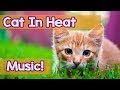 How to Calm My Cat in Heat! This is the Best Music to Help Relax Your Cat During Heat! Soothing!