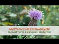 Innovative weed management tackling thistle and bindweed in agriculture