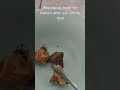 Reese's chocolate?