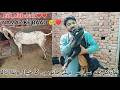 Eid Ki Namaz Ke Baad Sabse Pehla Kaam 😍🐐 | Janwaron Ko Wanda Dala?