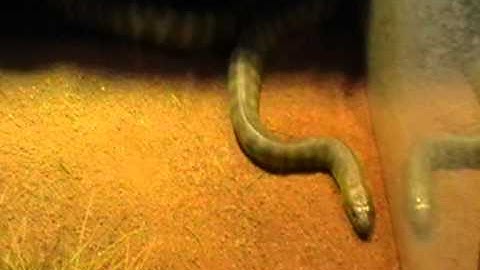 Woma Python at Perth Zoo