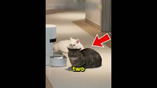 These Cats Waited 4 Hours for Dinner… Then This Happened 😂