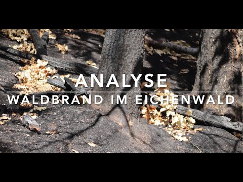 Video: Was sind Laubwälder?