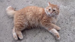 Ginger cat like Maine Coon