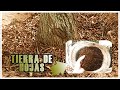 CÓMO HACER TIERRA DE HOJAS 🍁 SUPER FÉRTIL 🍁 PARA ABONAR TUS PLANTAS 🌱| Dile no a la Contaminación