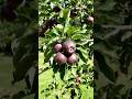 Apple 🍎🍏 farming #farming #agriculture #shortsfeeds #farmer #ai #agrifuture #kisan #shortfeeds