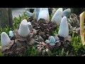 Pandora – The World of Avatar Photo Tour
