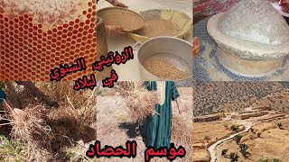 موسم الحصاد في لبلاد /مراحيل تحضير دقيق أزنبو /العثور  على خلية النحل في أعالي جبال إدوتنان