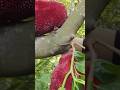 Rural fruit harvesting #youtube #shortvideo
