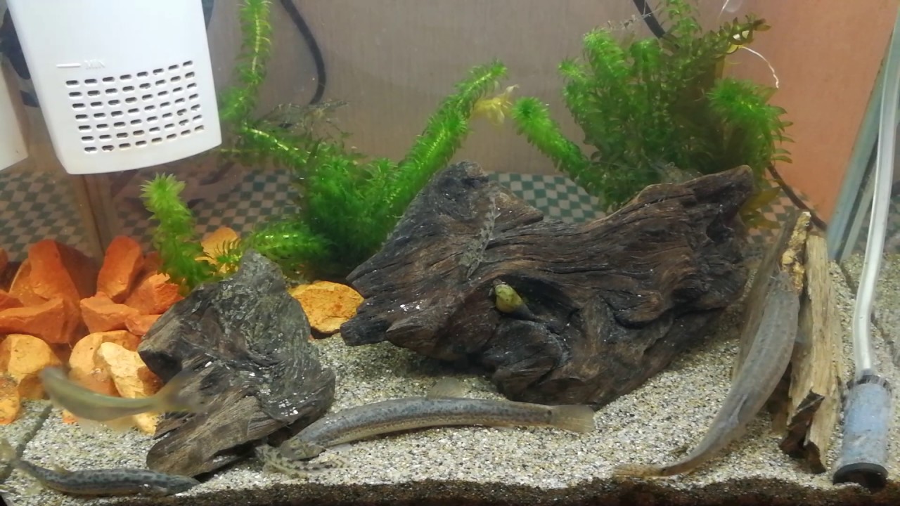 我が家の水槽 ドジョウ カマツカ タナゴ ミヌマエビ Youtube