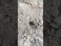 حيوان الخلد كما لم تشاهده لاول مره