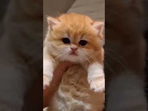 Funny 🐱🐈 cat video #short #cats 🔥🎉 