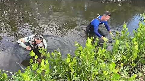 Scottsmoor drainage canal seagrass planting (Ruppia maritima) 
