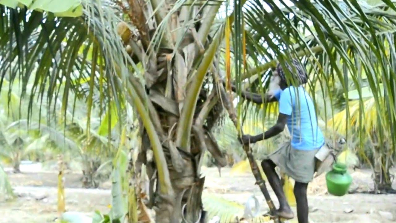 🌴 Pathaneer | How the Natural Coolant is Made | Neera | பதநீர் ...