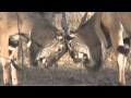 Western Derby´s Eland (Taurotragus derbianus derbianus) Clash