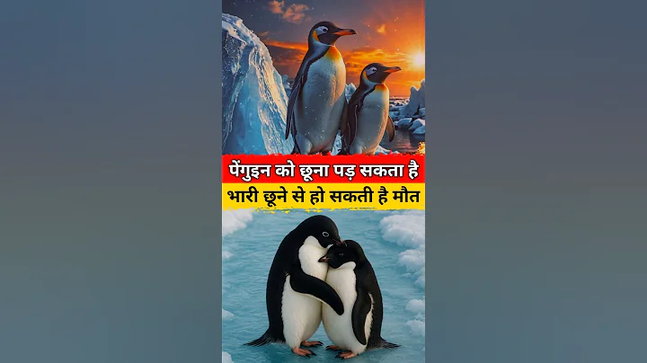 "Touching a penguin can be dangerous and may even lead to death." #shorts #ytshorts #penguin