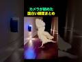 カメラが納めた面白い瞬間まとめ😂🤣