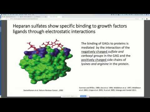 Heparan sulfate GAGs and regulation of growth factor signaling