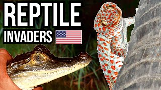 5 Invasive Reptiles That Are Causing Problems In Florida
