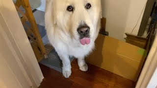 雨降りで退屈なのでお母さんを呼びに来たルンルンです　Great Pyrenees　グレートピレニーズ