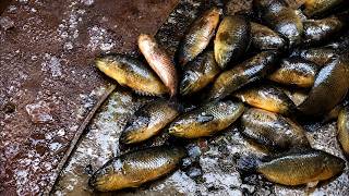 🔴 Giant Fish Cutting LIVE 🐟 | Most Satisfying Fish Cleaning Process #Shorts