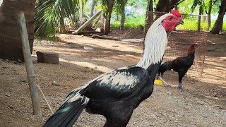 Peruvedai Koli Pannai Kattu Seval Koli Valarpu Peruvedai Koli Sandaseval